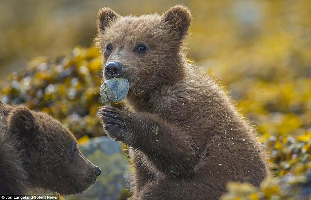 Детеныш медведя фото