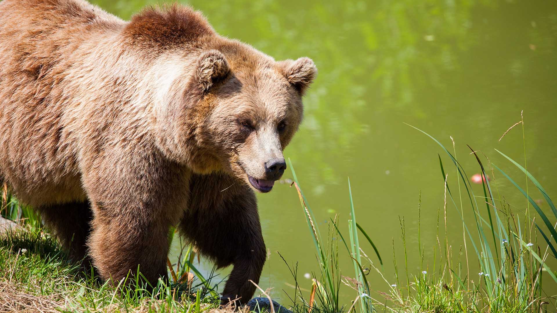 Encounter Behavior & Myths (Be Bear Aware) - IGBC