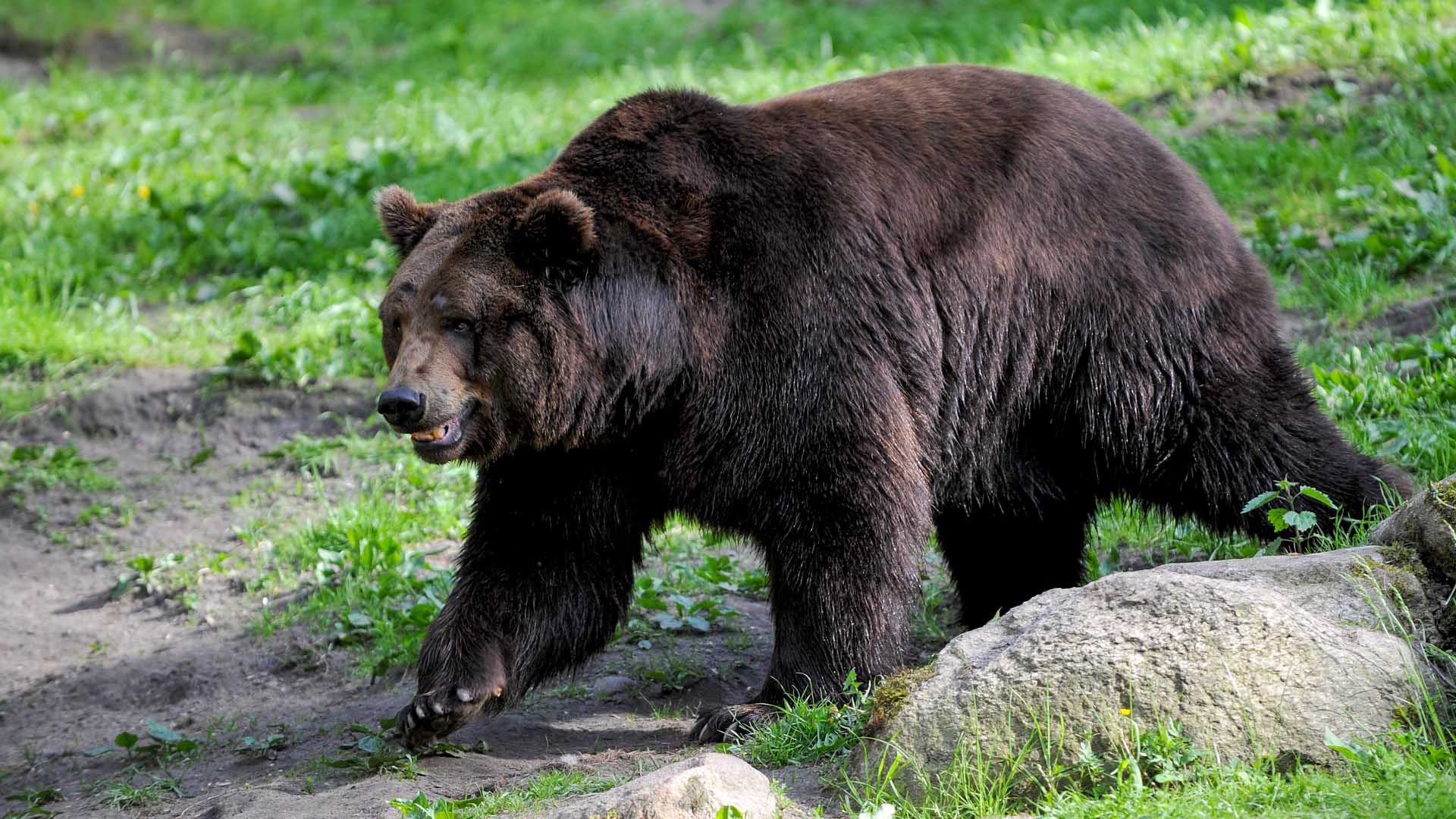 Encounter Behavior & Myths (Be Bear Aware) - IGBC