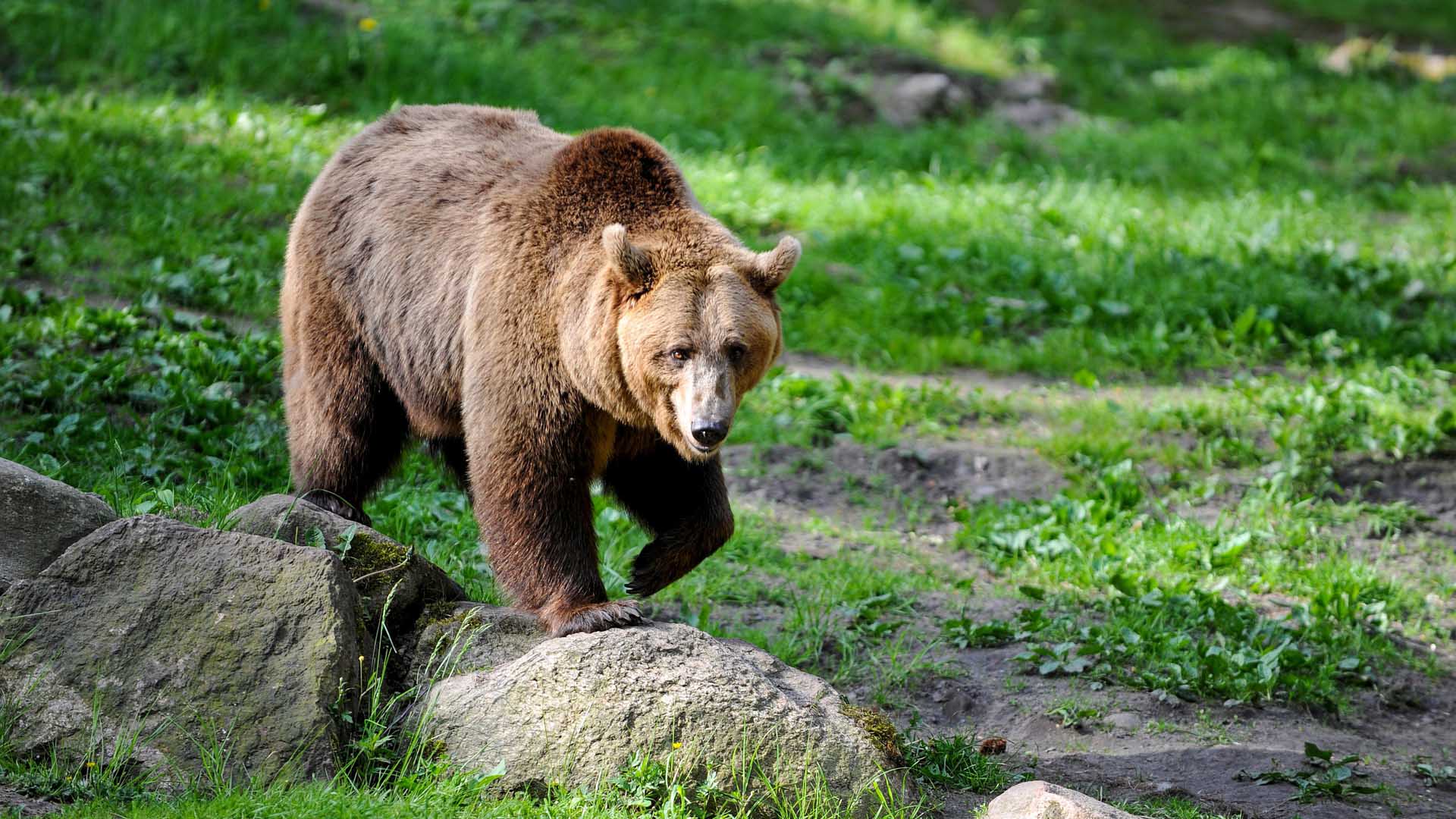 Encounter Behavior & Myths (Be Bear Aware) - IGBC