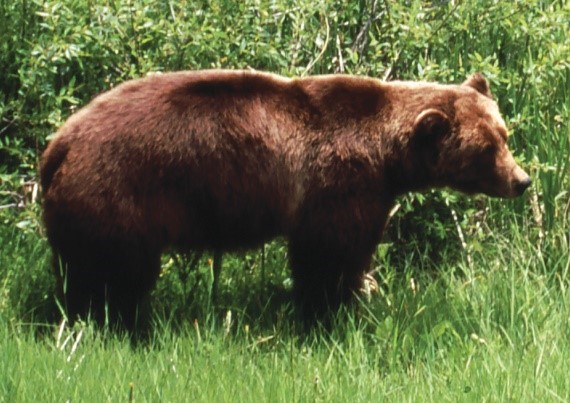 Grizzly bears: North America's brown bear