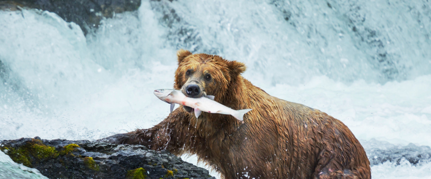 Learn about the bears of North America